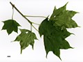 SpeciesSub: f. ambiguum SpeciesSub: f. ambiguum